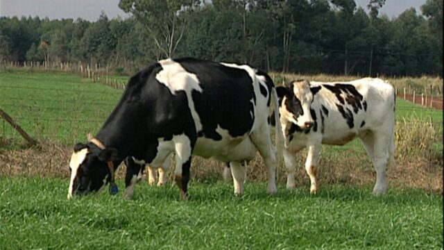Cooperativa amplia a coleta de leite e beneficia pequenos produtores