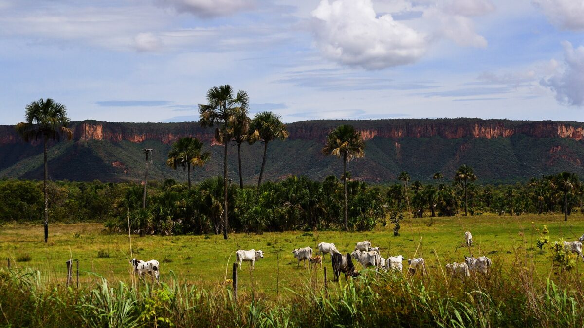 Produtores do noroeste de Mato Grosso apostam em sistemas integrados de lavoura e pecuária