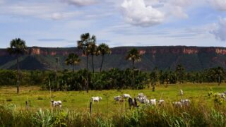 Produtores do noroeste de Mato Grosso apostam em sistemas integrados de lavoura e pecuária