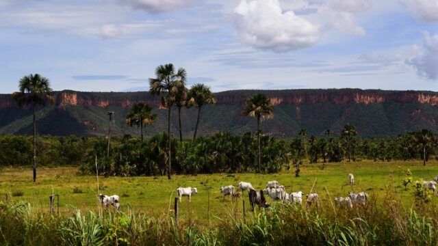 Produtores do noroeste de Mato Grosso apostam em sistemas integrados de lavoura e pecuária